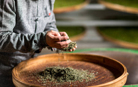 紅茶、綠茶、烏龍茶之間的差異你知道多少？帶你認識這三種茶類的製造過程！